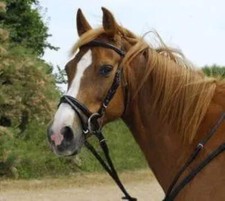 Windsor Flash Bridle
