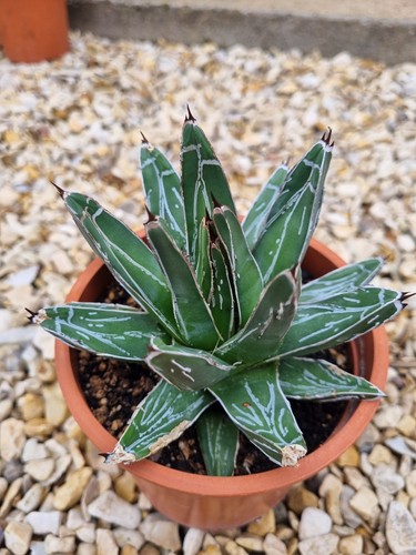 Agave victoria regina - victoria, (large