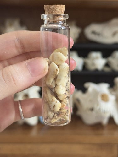 Taxidermy skeleton bones