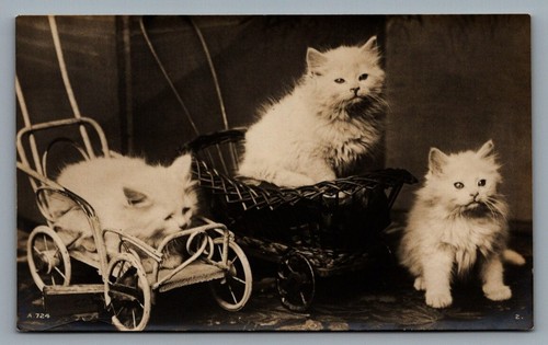 Rppc postcard rotary photo - rppc,
