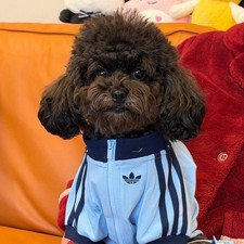 Adidas Originals Dog & Cat