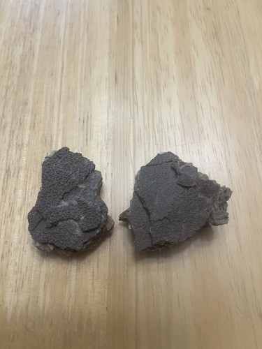 Rare fossil dinosaur egg - rare,