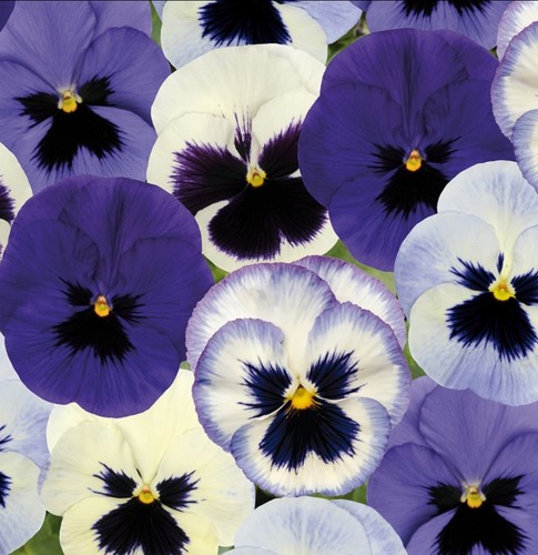 Pansy mini plug plants - , ocean