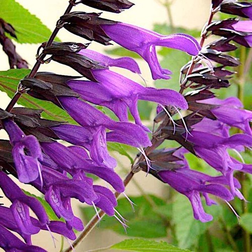 Salvia amistad xxxl 3lt - xxxl,