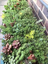 patio plants 25sedum CUTTINGS Very Easy To Grow Trailer ,Creepers, Ground Cover