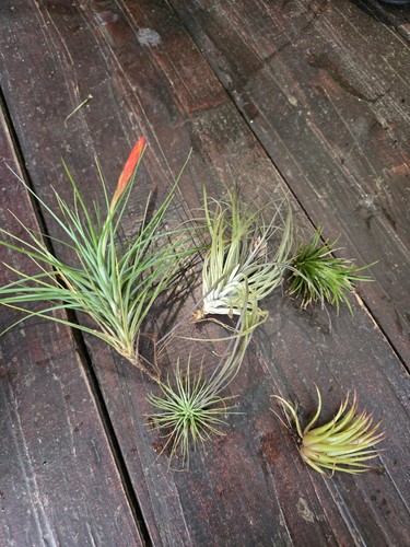 Air plants 5 - air,