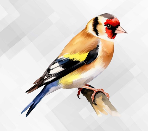Goldfinch bird wall - bird,