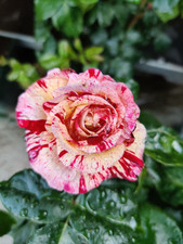 Abracadabra Bare Root Rose