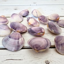 Seashells polished high - seashells,