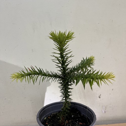 Spikey tree sapling - spikey,