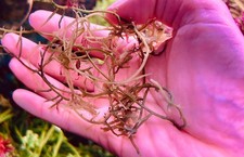 caulerpa  macro algae for