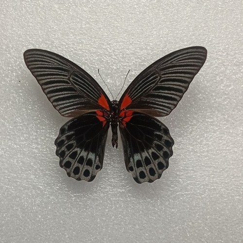 Great mormon butterfly - great,