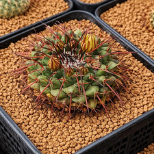 Mammillaria saint-pieana SEEDS