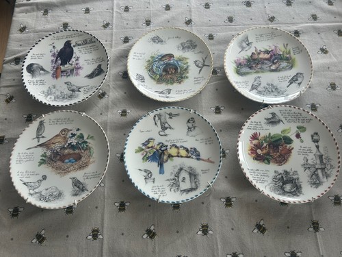 Dandbury mint bird - dandbury,