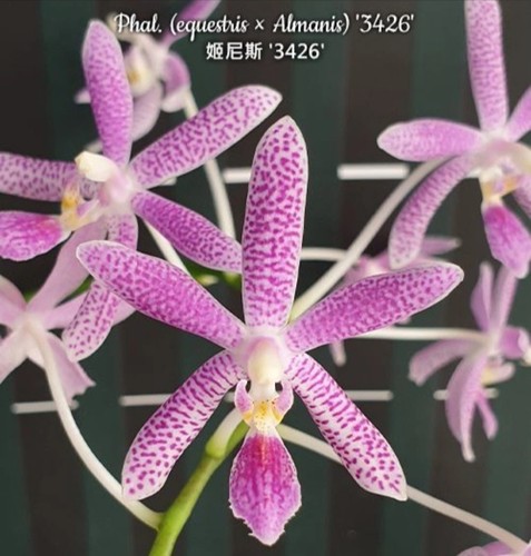Last phalaenopsis nancy - last,