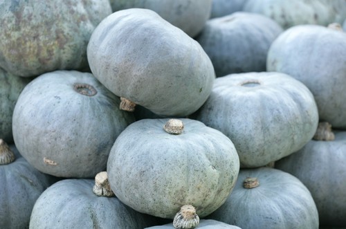 Winter squash crown prince - winter,