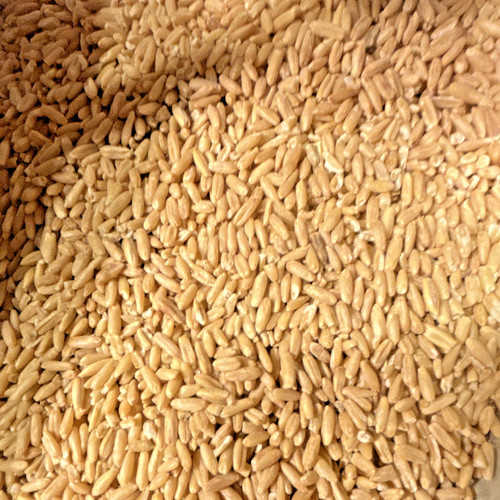 Oat groats 2lb bird food - oat,