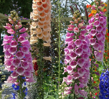 Foxglove Digitalis 'Foxy