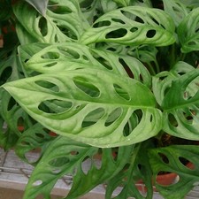 Monstera Obliqua in 10.5cm Pot - Monkey Mask Indoor House Plant - Air Purifying