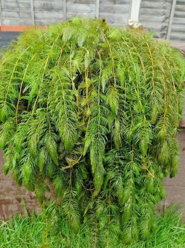 70g hornwort pond - hornwort,