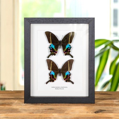 Krishna peacock butterfly male - butterfly,