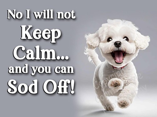 Bichon frise pet - bichon,