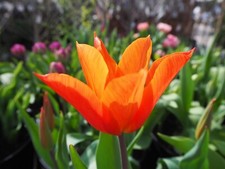 1 10 20 50 100 Ballerina