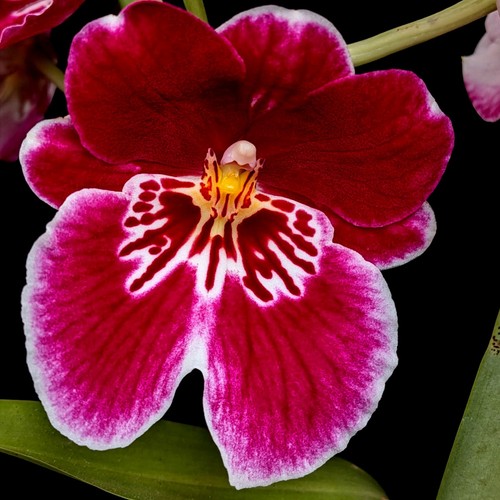 Miltonia pansy orchid dark - 'pansy, orchid'