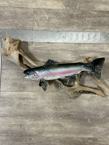Replica rainbow trout - replica,