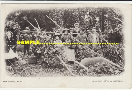 Hop picking 1904 family with - picking,
