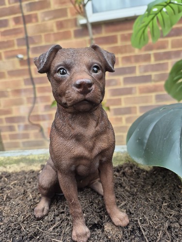 Patterdale terrier dog - terrier,