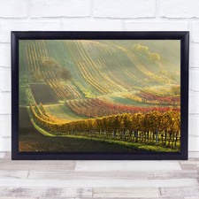 Autumn Vineyards Vineyard