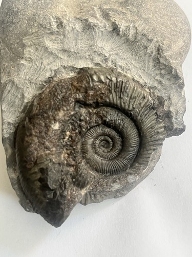 Large dactylioceras - large, sp