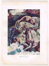 Otters Antique Print Picture by Sir Harry Johnston 1903 BM#140