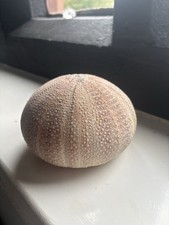 Natural Sea Urchin Shells 14cm x 14cm