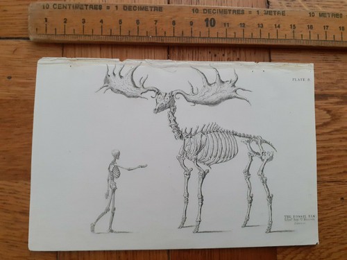 The fossil elk - the,