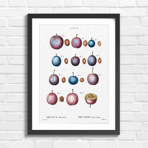 Vintage plum prunus - plum,