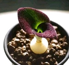 Massonia amoena, 5 Years