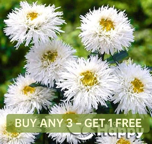 Eyed daisy crazy - crazy,