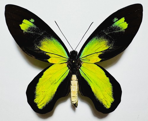 Magnificent yellow - magnificent,