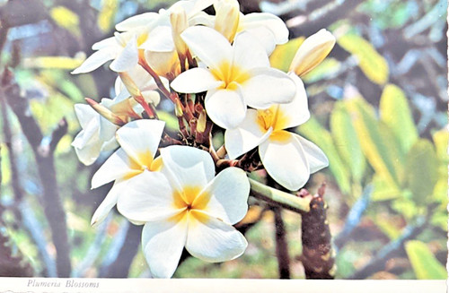Plumeria blossoms hawaii - plumeria,