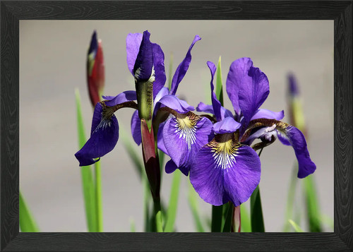 Iris framed wall art - iris,