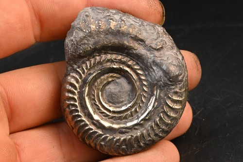 Pyritized ammonite hildoceras - pyritized,