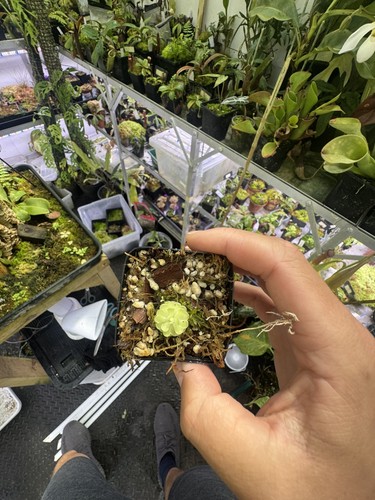 Pinguicula esseriana baby - pinguicula,
