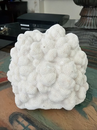 Vintage brain coral natural - coral,