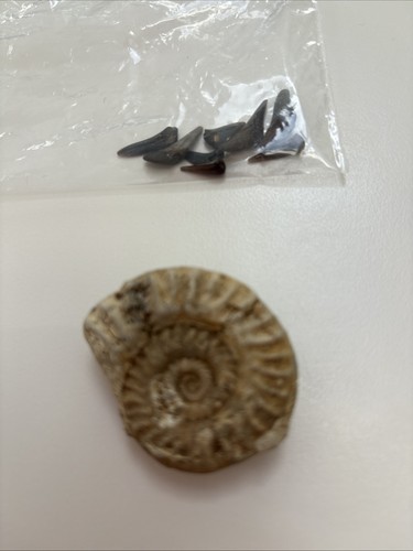 Fossil ammonite nautilus - &,