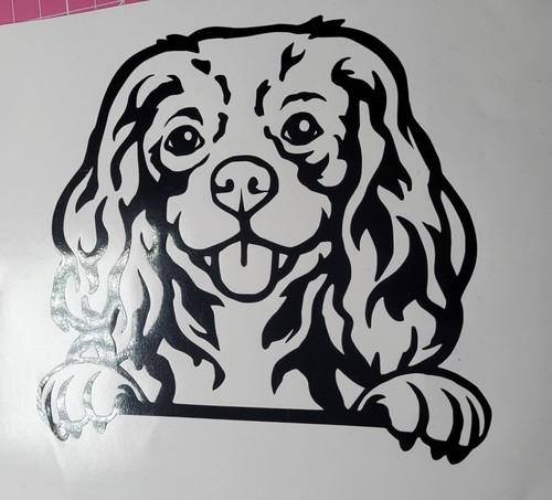 Cavalier king charles dog - king,