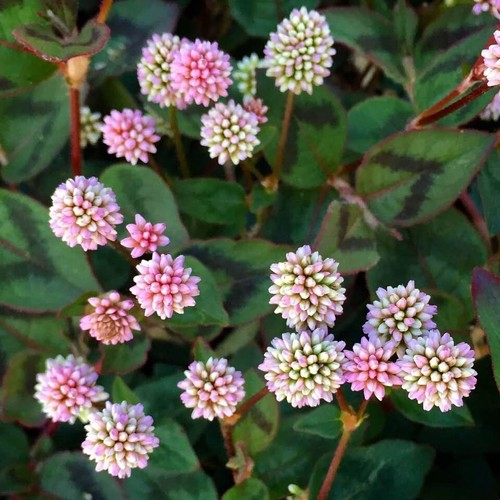 Punching balls polygonum - punching,