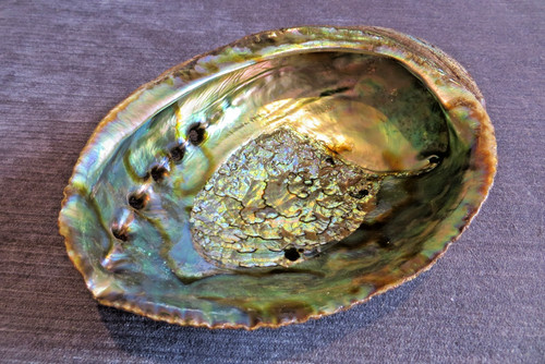 Large 5cm abalone mother - 18.5cm,
