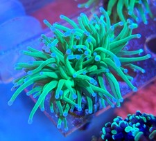 2 Heads Ultra Grail Torch LPS Coral *Combine Post*